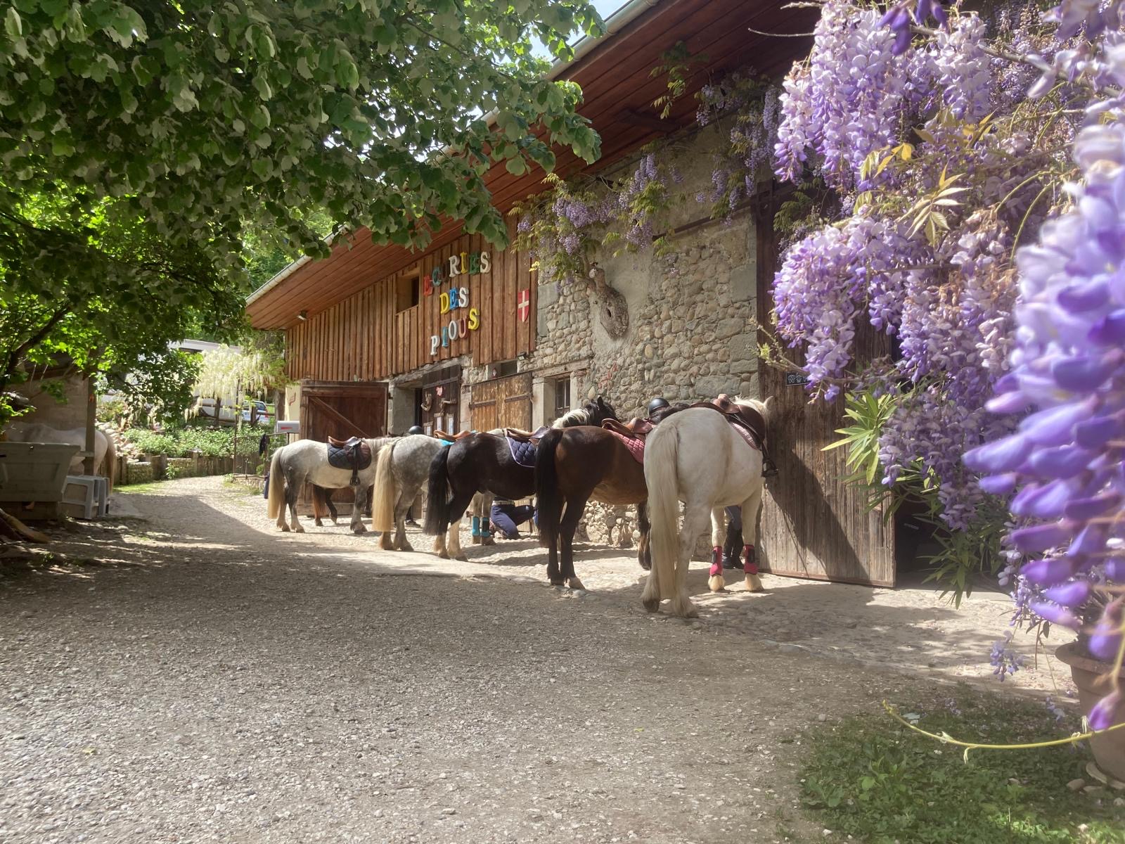 Écuries et poneys des Écuries des Pious à Bloye