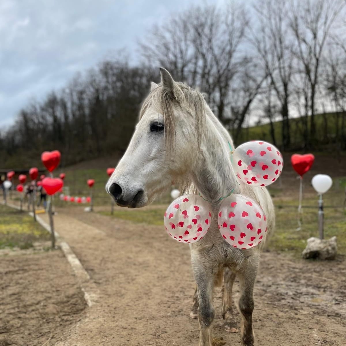 Formule anniversaire à poney, 6 à 10 enfants