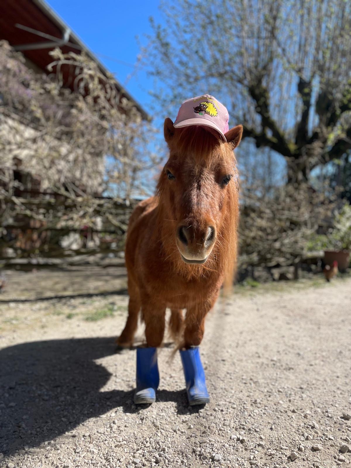 Poney en bottes et casquette aux Écuries des Pious
