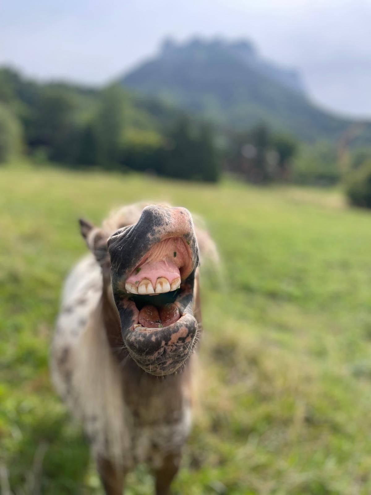 Poney tout sourire en pâture, Haute-Savoie