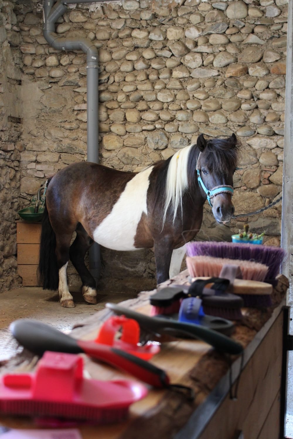 Poney pie prêt pour le pansage — Écuries des Pious
