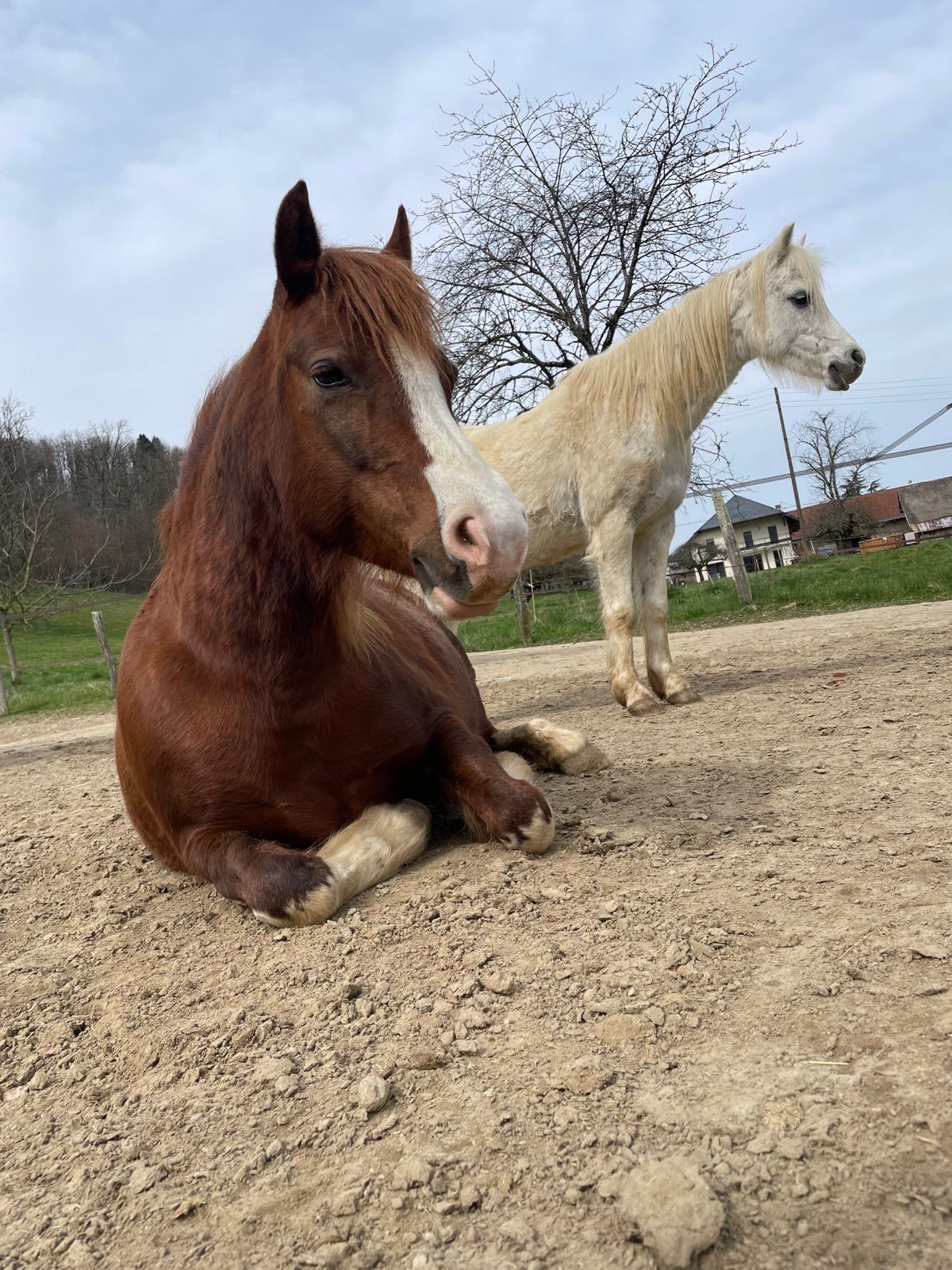 Deux poneys complices dans le pré, Écuries des Pious